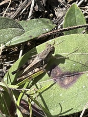 Melanoplus fasciatus