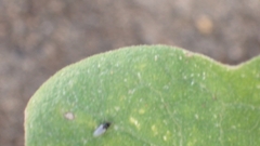 Milichiidae