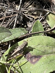 Melanoplus fasciatus