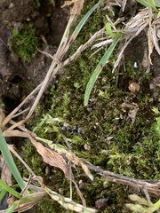 Formicinae