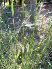 Andropogon virginicus