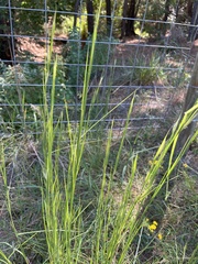 Andropogon virginicus