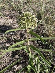 Asclepias asperula
