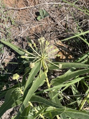Asclepias asperula