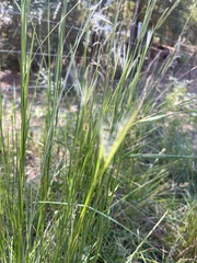 Andropogon virginicus