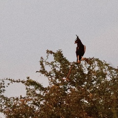 Lophaetus occipitalis