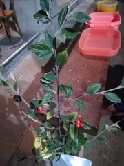 Cotoneaster franchetii
