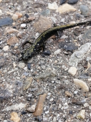 Ambystoma macrodactylum