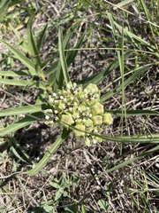 Asclepias asperula