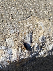 Harpalus pensylvanicus