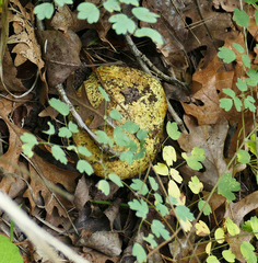 Pisolithus arenarius