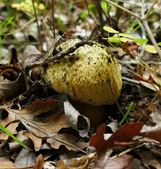 Pisolithus arenarius
