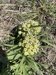 Asclepias asperula