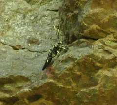Cratichneumon