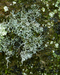 Heterodermia leucomelos