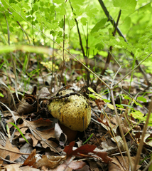Pisolithus arenarius