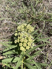 Asclepias asperula