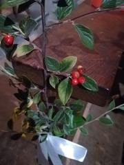 Cotoneaster franchetii
