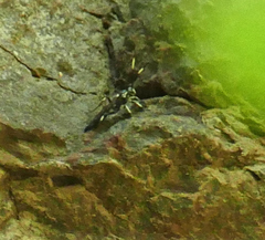 Cratichneumon
