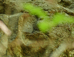 Cratichneumon