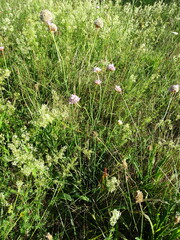 Armeria maritima elongata