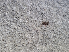 Tetramorium immigrans