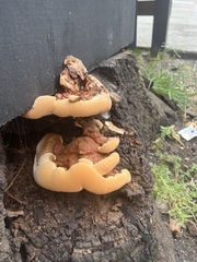 Ganoderma