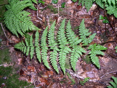 Dryopteris aemula