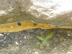 Thermonectus marmoratus