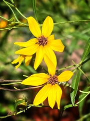Coreopsis tripteris