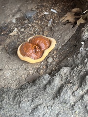 Ganoderma