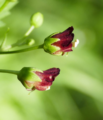Scrophularia parviflora