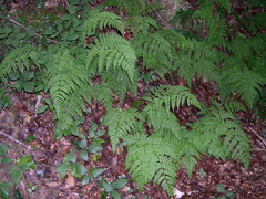 Dryopteris aemula