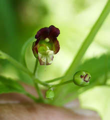 Scrophularia parviflora