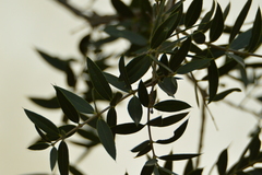 Aspidosperma quebracho-blanco