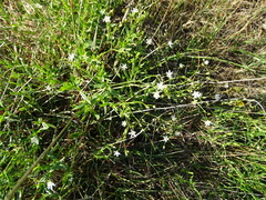 Stellaria graminea