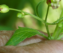 Scrophularia parviflora