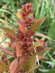 Acalypha gracilens