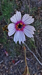Monsonia speciosa