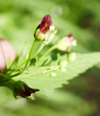 Scrophularia parviflora