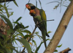 Psittacula alexandri