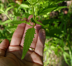 Scrophularia parviflora