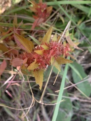 Acalypha gracilens