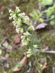 Solidago bicolor