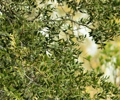 Aspidosperma quebracho-blanco