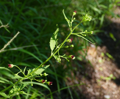 Scrophularia parviflora
