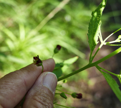 Scrophularia parviflora