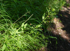 Scrophularia parviflora
