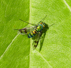 Condylostylus patibulatus
