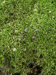 Formicinae
